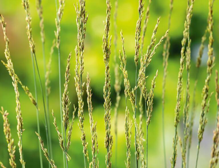 Molinia caerulea 'Torch'®